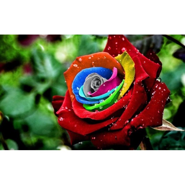 Rainbow Flowers PIX-773