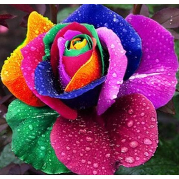 Rainbow Rose PIX-600