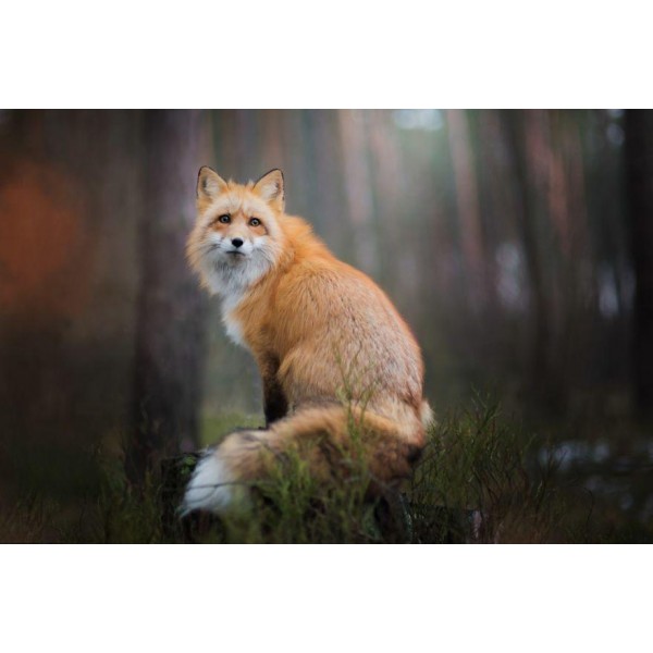 Fox Night Forest PIX-366