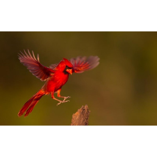 Cardinal In Flight PIX-538