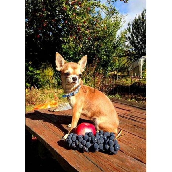 Dog Apple And Grape PIX-404