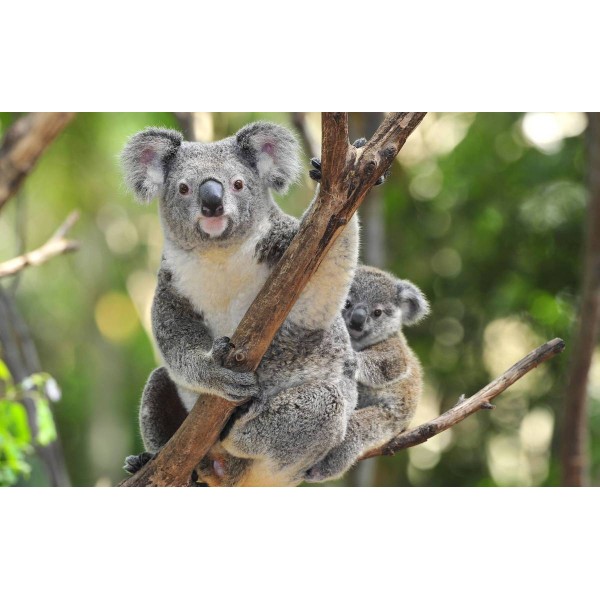 Koala Mom PIX-384