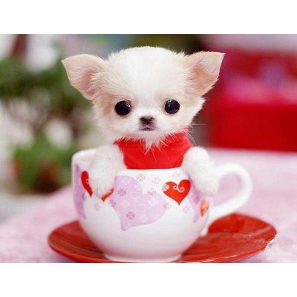 Cute Dog In The Cup PIX-184