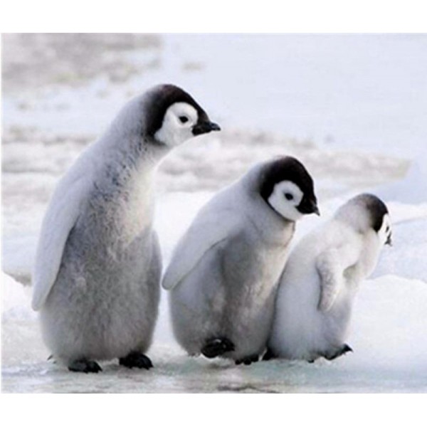 Three Lovely Penguins PIX-460