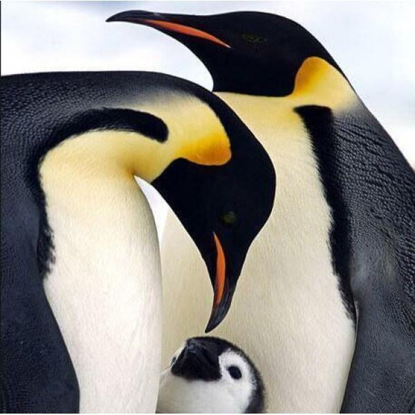 Family Of Penguins PIX-458