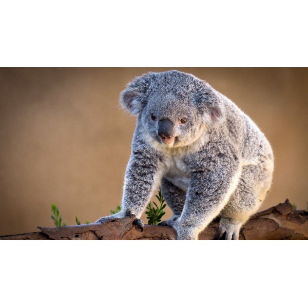 Koala In The Tree PIX-382