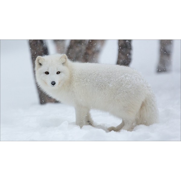 Fox White In The Snow PIX-368