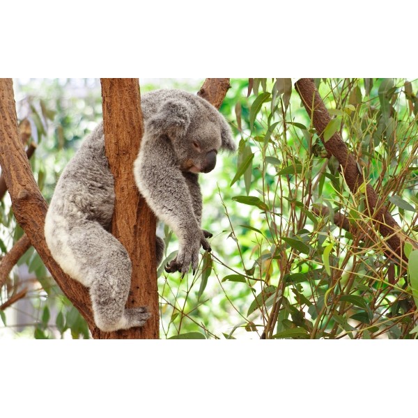 Koala Sleep PIX-383