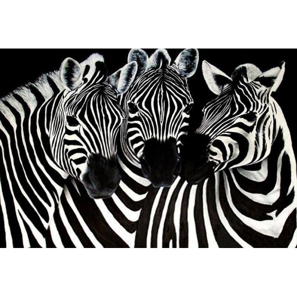 Animal Zebra PIX-229