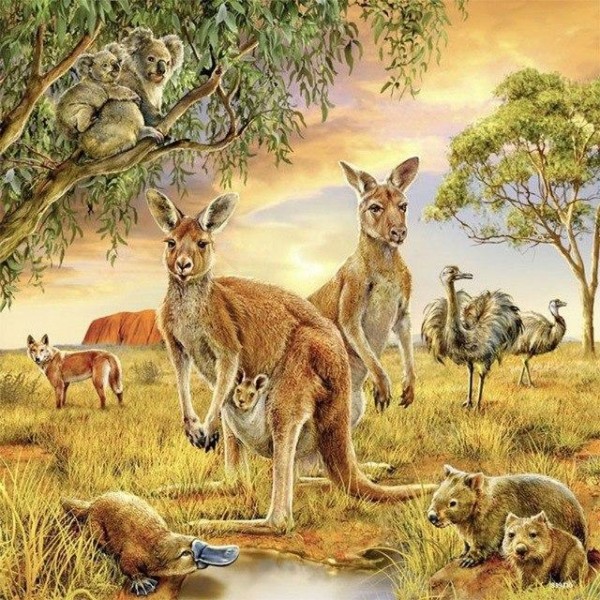 Kangaroo Love PIX-559