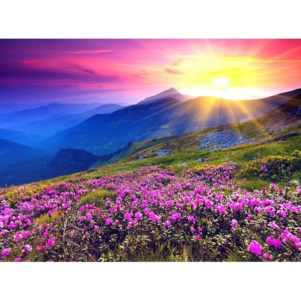 Landscape Sunrise And Purple Flower PIX-108