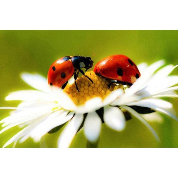 Cute Ladybugs PIX-514
