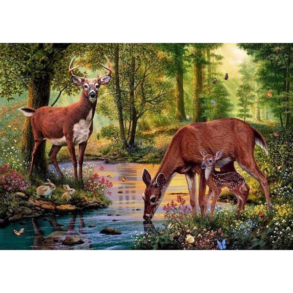 Deer in the forest drinking water PIX-44